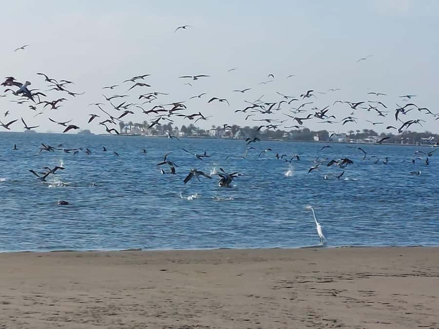 From San Martin Port: Ballestas Island & Paracas Reserve - What the $74 price really covers