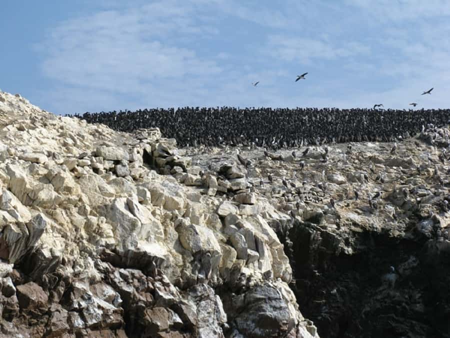 From San Martin Port: Ballestas Islands Tour in Paracas - Why Ballestas Islands work well as a cruise-port outing