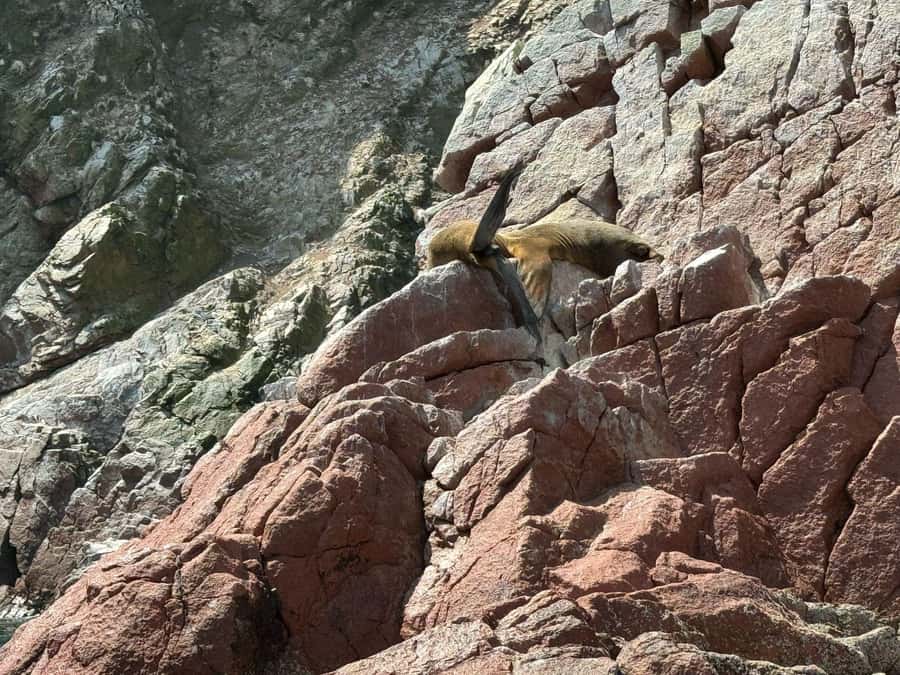 From San Martin Port: Ballestas Islands Tour in Paracas - Who should book this three-hour tour?