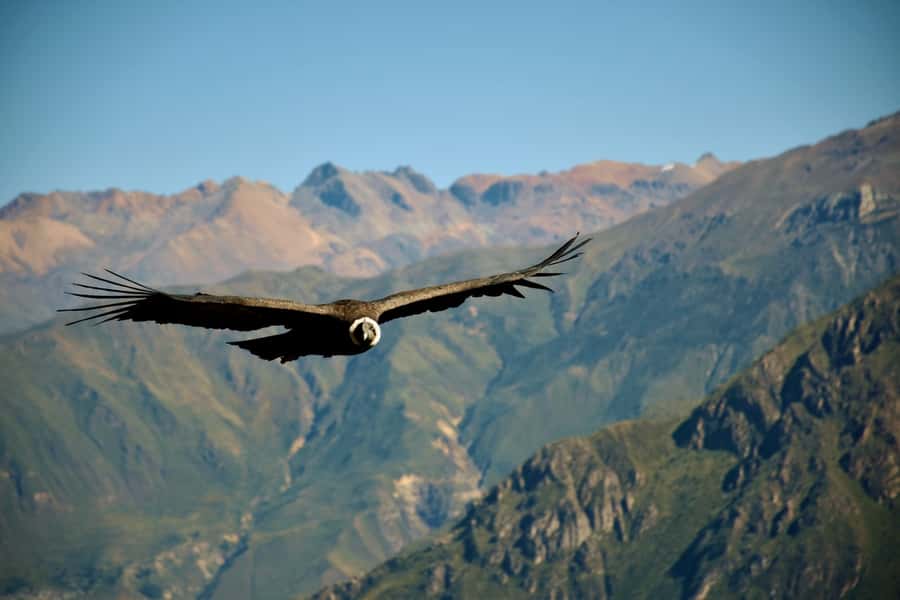 Full-Day Colca Canyon Tour from Arequipa - Pampa Cañahuas and the first high-altitude views