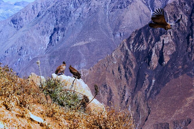 Full-Day Colca Canyon Tour with Lunch - Antahuilque and Choquetico terraces