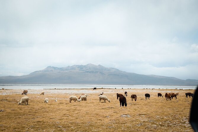 Full-Day Colca Canyon Tour with Lunch - Tocra wetlands and Andean animals