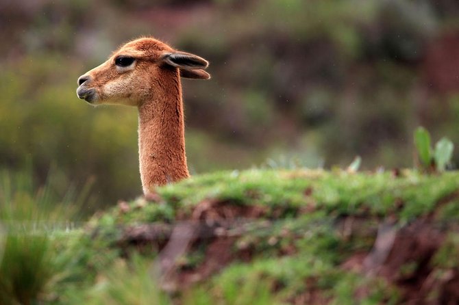 Full Day in the Sacred Valley - The Pantry of Cusco - Physical demands and useful planning advice