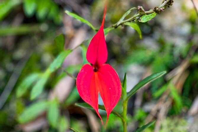 Full-Day Private Tour in Machupicchu with Expedition Train - Why this private Machu Picchu day works