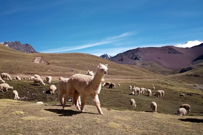 Full-Day Rainbow Mountain Adventure with ATV - The ATV base in Kayrawiri