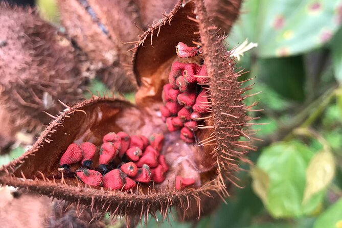 Full-Day Tour: Cacao farm experience in the jungle of Cusco - Leaving Cusco at 5:00 am