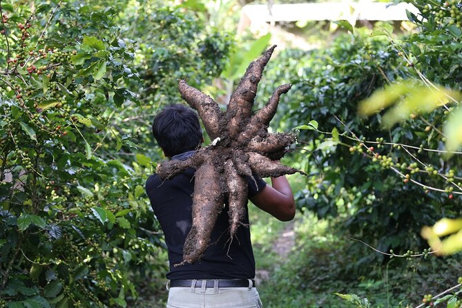 Full-Day Tour: Cacao farm experience in the jungle of Cusco - Scenic roads toward the cacao country