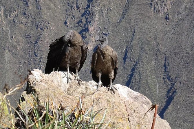 Full Day Tour Including Transfer to Puno / Colca Canyon - Condor’s Cross gives you the best canyon moment