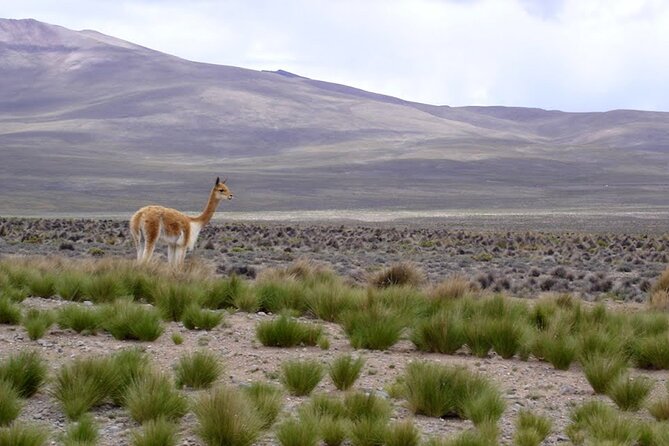Full Day Tour to Colca Canyon from Arequipa - Chacapi hot springs at 35 degrees