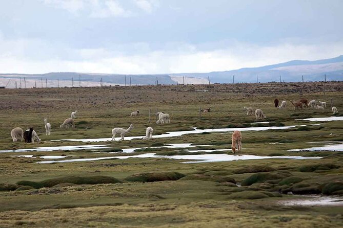 Full Day Tour to Colca including Transfer to Puno - The 3:00 am pickup and first ride to Chivay