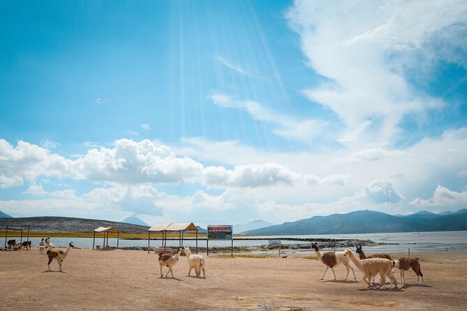 Full Day Tour to Salinas and Aguada Blanca National Reserve - The return through the countryside and a traditional lunch