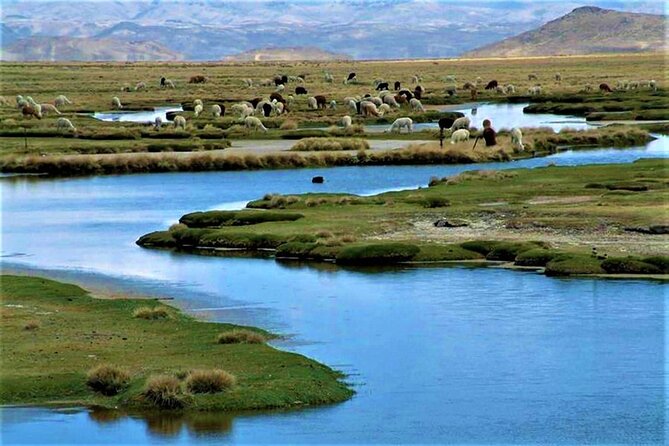 Full Day Tour to the Colca Canyon - Mirador de los Andes and the high pass