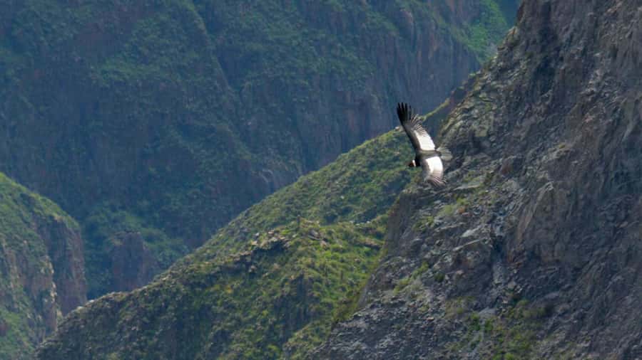 FULL-DAY TOURS TO THE COLCA CANYON WITH BREAKFAST - Hot springs at 35 to 38 degrees Celsius