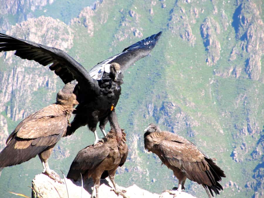 Full Day Trip to Colca Canyon from Arequipa ending in Puno - Key points at a glance