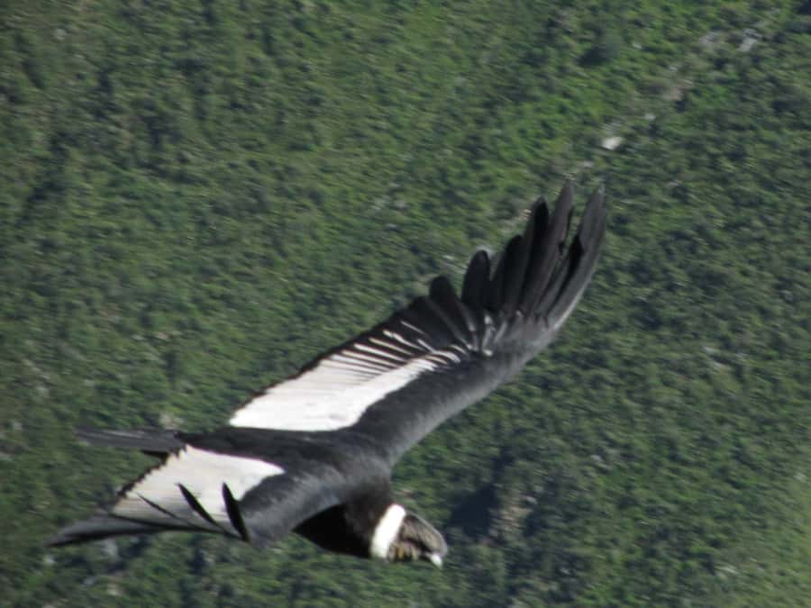 Full Day Trip to Colca Canyon from Arequipa ending in Puno - Why this long day can make sense