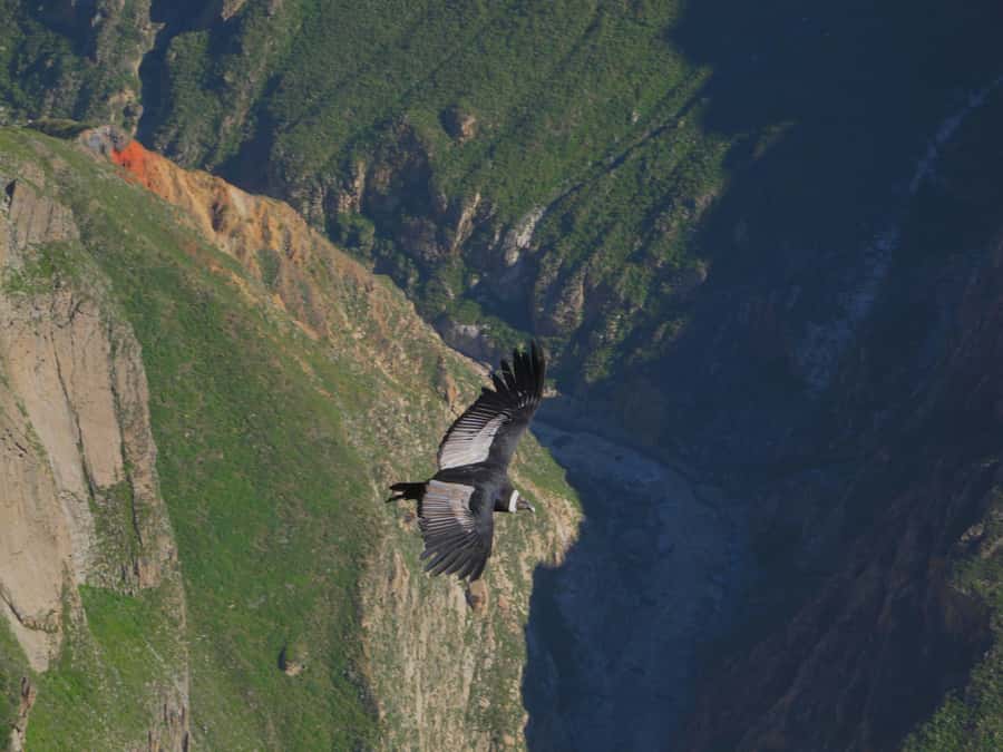 Full Day Trip to Colca Canyon from Arequipa ending in Puno - The Cross of the Condors and the canyon itself