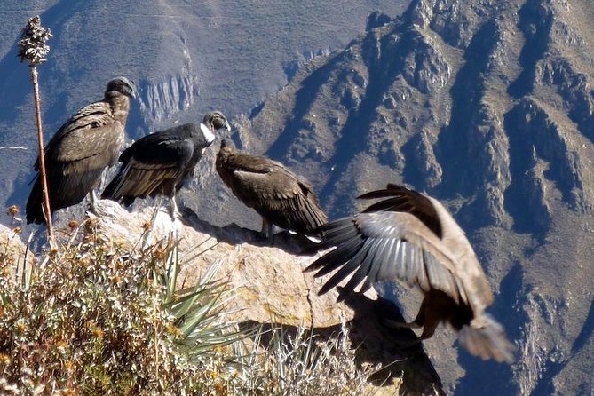 Fullday Colca Canyon with lunch from Arequipa - The 3:00 a.m. departure from Arequipa