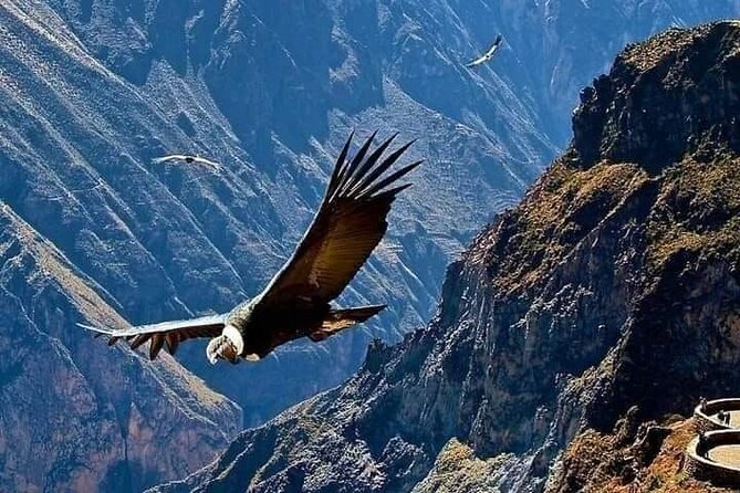 Guided Tour to Colca Canyon with Transportation and Breakfast - Why this $23 Colca Canyon trip is good value