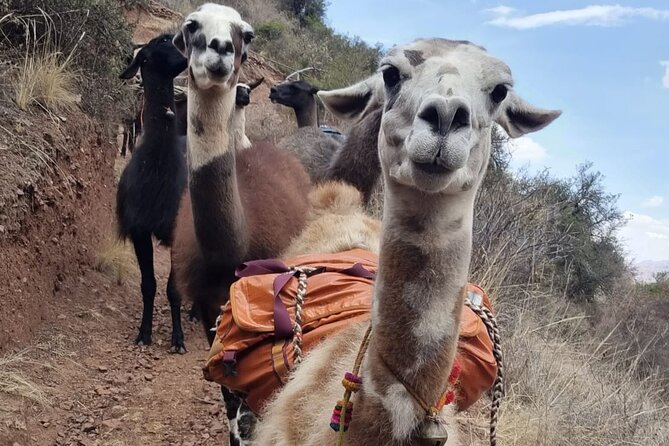 Half Day Andean Llama Trek in the Sacred Valley - Is this a good family activity?