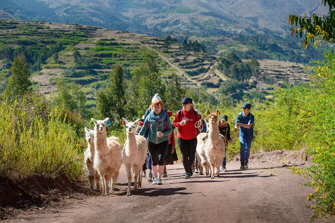 Hike with Llamas and Alpacas in the Sacred Valley from Cusco - Reaching Chinchero’s archaeological park