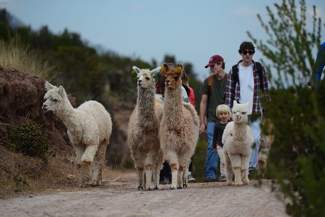 Hike with Llamas and Alpacas in the Sacred Valley from Cusco - Walking with llamas through the Chinchero highlands
