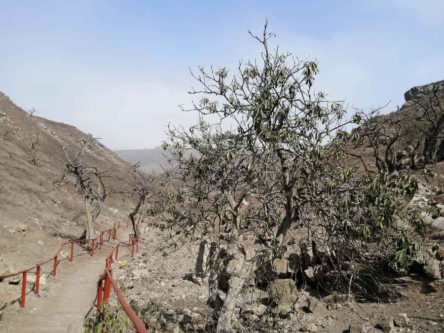 Hiking Lomas de Lachay in Lima - How much the guide changes the experience
