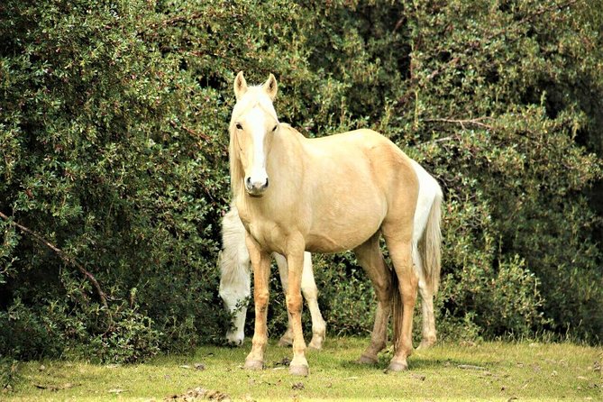 Horse Riding Chacan Mountain And Temple Of The Moon - Family, beginner, solo, or experienced rider?