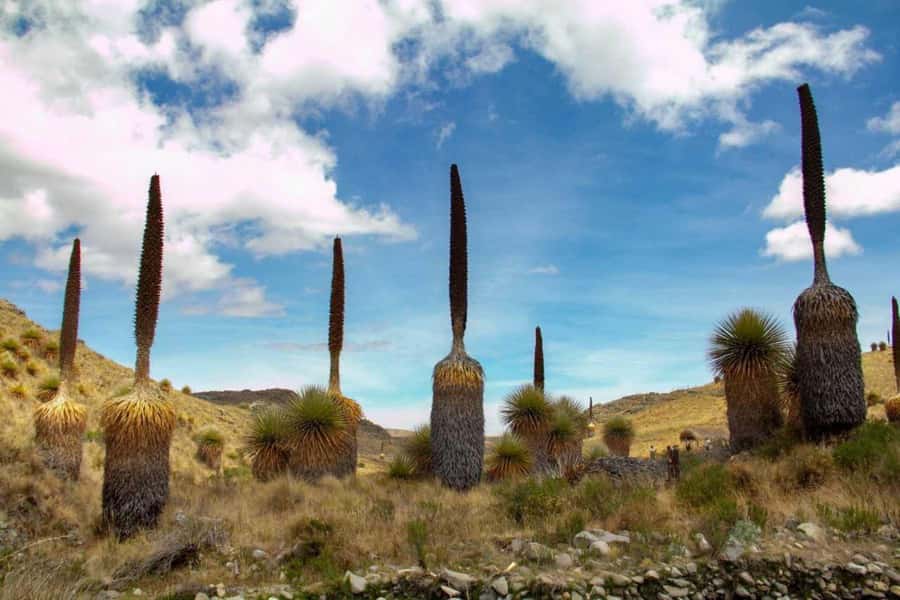 Huaraz-Excursion to the Pastoruri Snows and Puyas Raymondi - Why Pastoruri makes a strong day trip from Huaraz