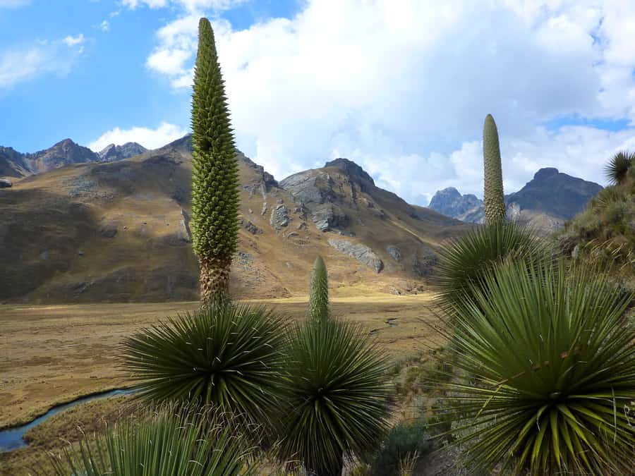 Huaraz: Pastoruri Glacier Day Trip - Shared or private: which suits you?