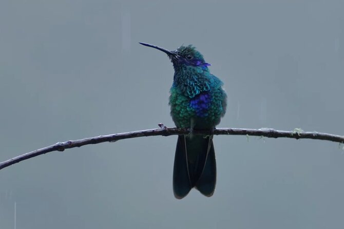 Hummingbirds of the Sacred Valley - Cusco - Key points to know before booking