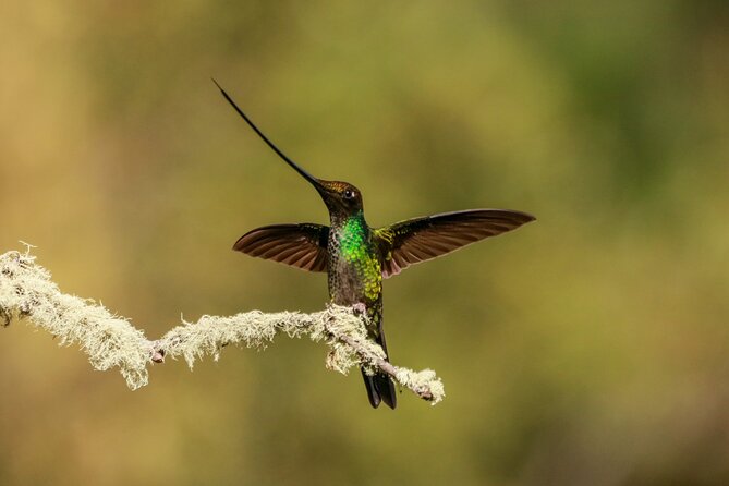 Hummingbirds of the Sacred Valley - Cusco - What makes the birding special