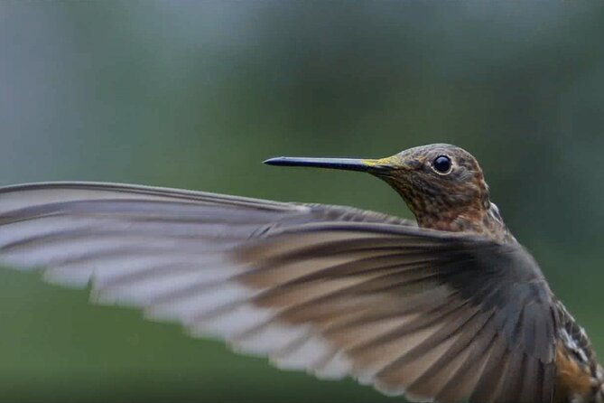Hummingbirds of the Sacred Valley - Cusco - Who should book this experience?