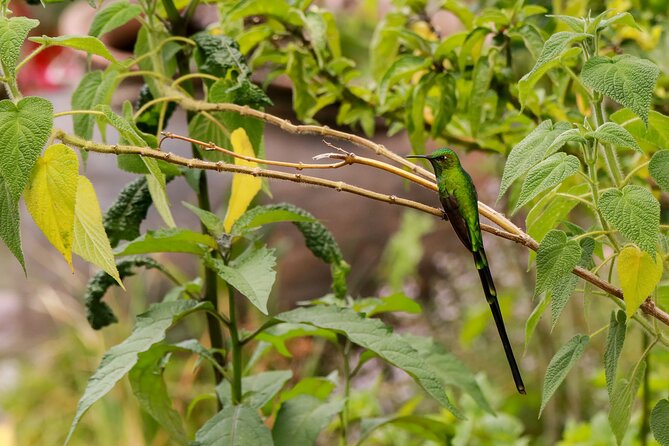 Hummingbirds of the Sacred Valley - Cusco - Booking, weather, and cancellation details