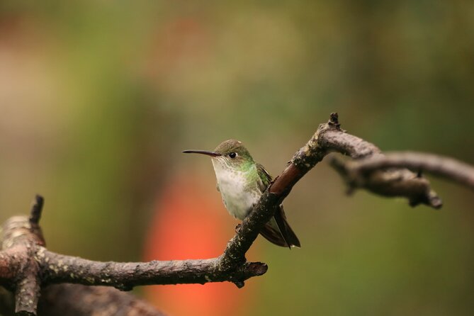 Hummingbirds of the Sacred Valley - Cusco - Passing through the Sacred Valley and Urubamba