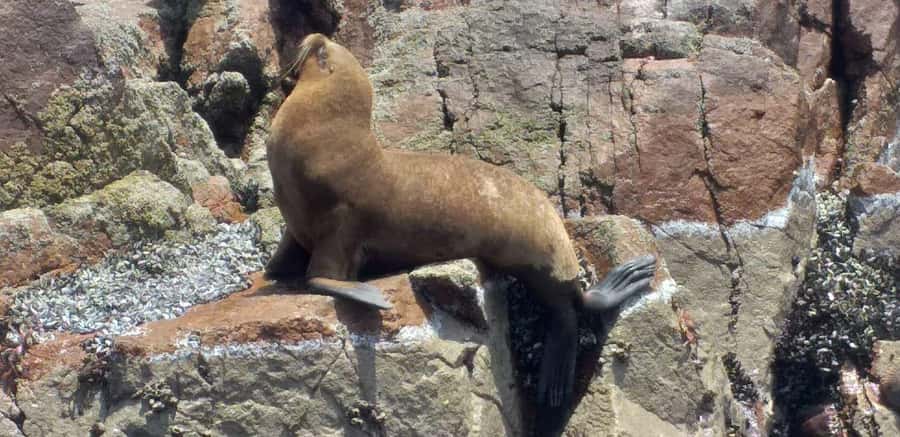 Ica: Ballestas Island & Paracas Reserve Private Tour - Lagunillas Beach and the reserve’s wider view