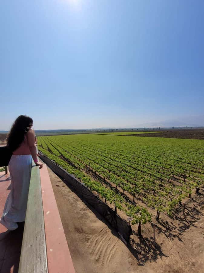 ICA: Pisco and Wine Route with tasting in 03 Wineries - Key Points Before You Book