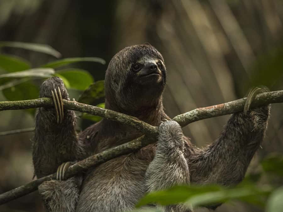 Iquitos: 2 Days and 1 Night Guided Amazon Jungle Tour - The lodge lookout and high ropes activities