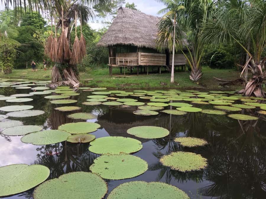 Iquitos: 3 Days and 2 Nights Guided Amazon Jungle Tour - What the $434 price covers
