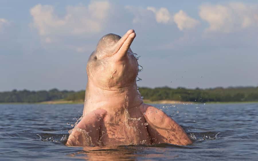 Iquitos: 3 Days and 2 Nights Guided Amazon Jungle Tour - Fundo Pedrito and a useful first look at Amazon wildlife