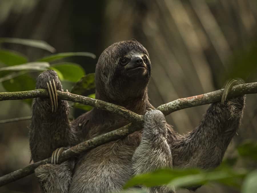 Iquitos: 3 Days and 2 Nights Guided Amazon Jungle Tour - Pink and gray dolphins on the Amazon
