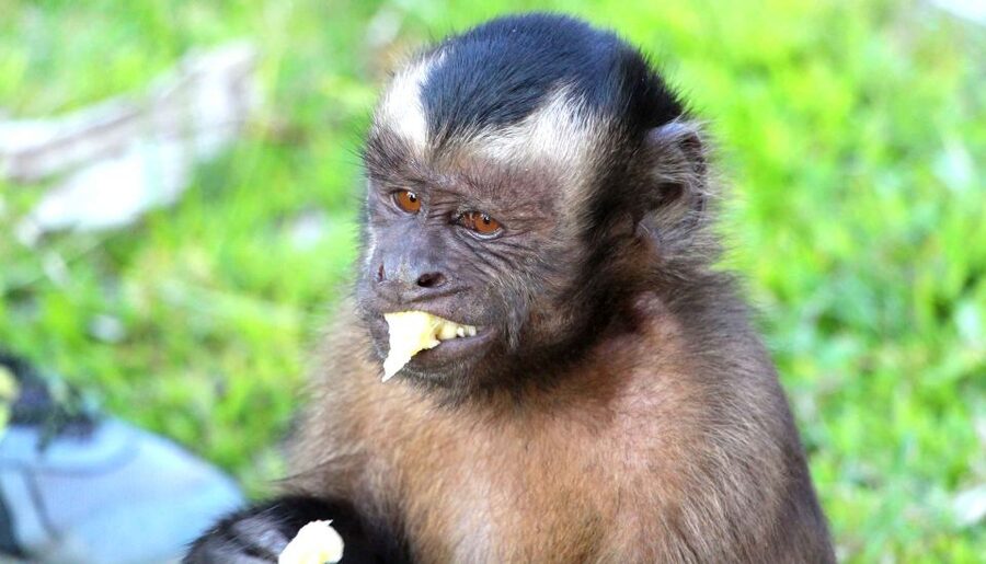 Iquitos: 3 Days and 2 Nights Guided Amazon Jungle Tour - La Ceiba de la Selva and the final morning