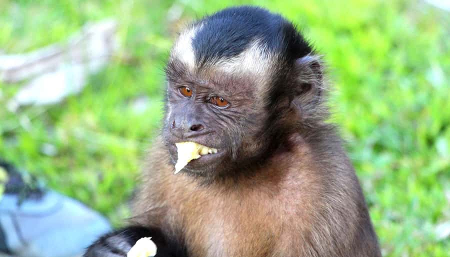 Iquitos: 3 Days and 2 Nights Guided Amazon Jungle Tour - From Iquitos to the Amazon by boat
