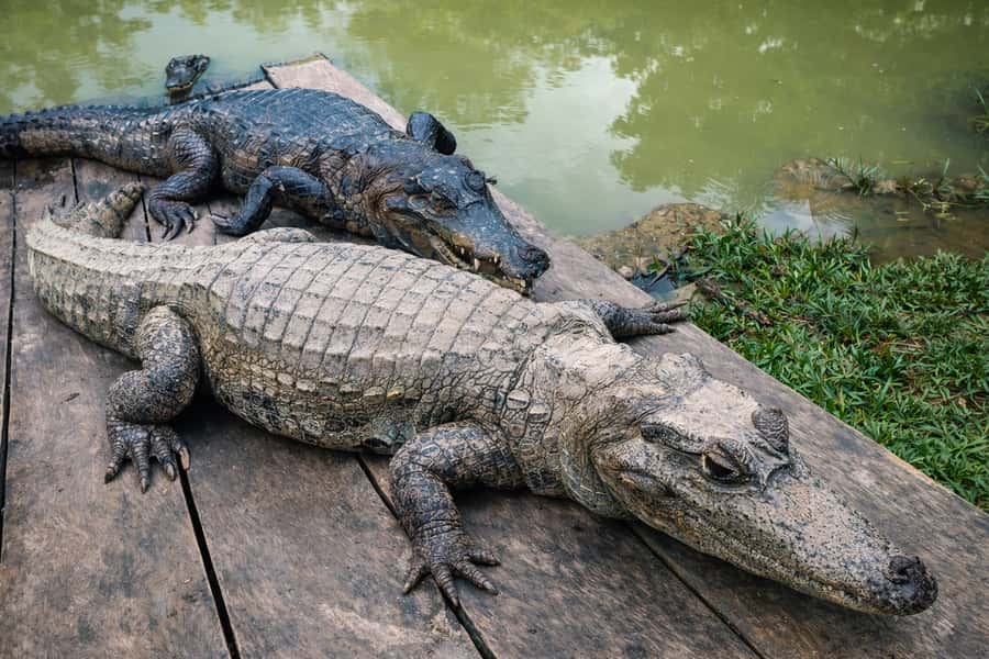 Iquitos: 6-Hour Wonderful Wildlife Guided Tour - Is $96 a fair price?