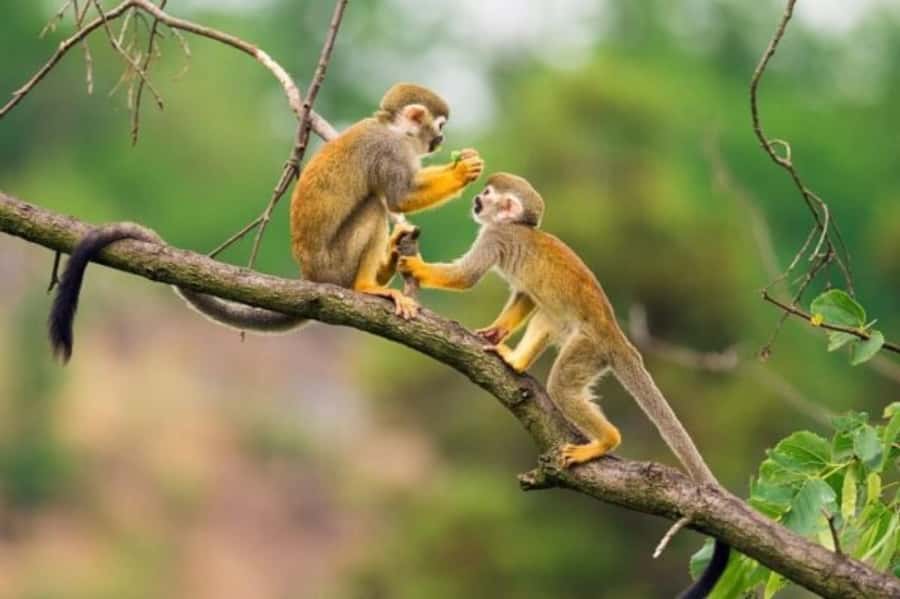Iquitos: Amazon Jungle in 2 Days: Adventure and Expedition - Forest plants, rescued animals, and sunset