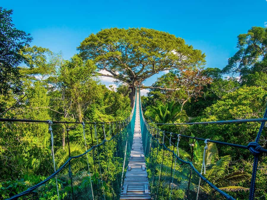 Iquitos: Full Day Tour in the Jungle | Amazon Safari - Key things to know before you go