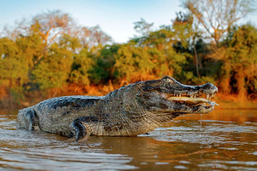 Iquitos: Full Day Tour in the Jungle | Amazon Safari - Dolphin watching on the Amazon