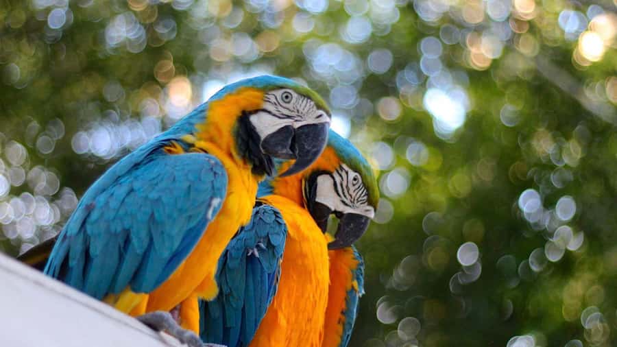 Iquitos: Full Day Tour in the Jungle | Amazon Safari - Inside Fundo Rony wildlife rescue center