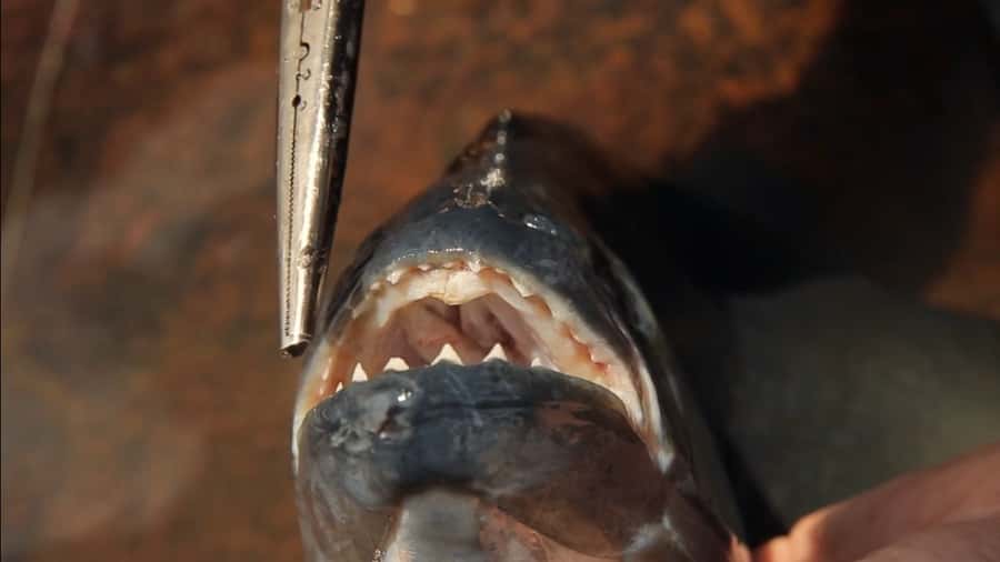 Iquitos: Piranha Fishing Experience in the Amazon jungle - Leaving Iquitos for the Amazon