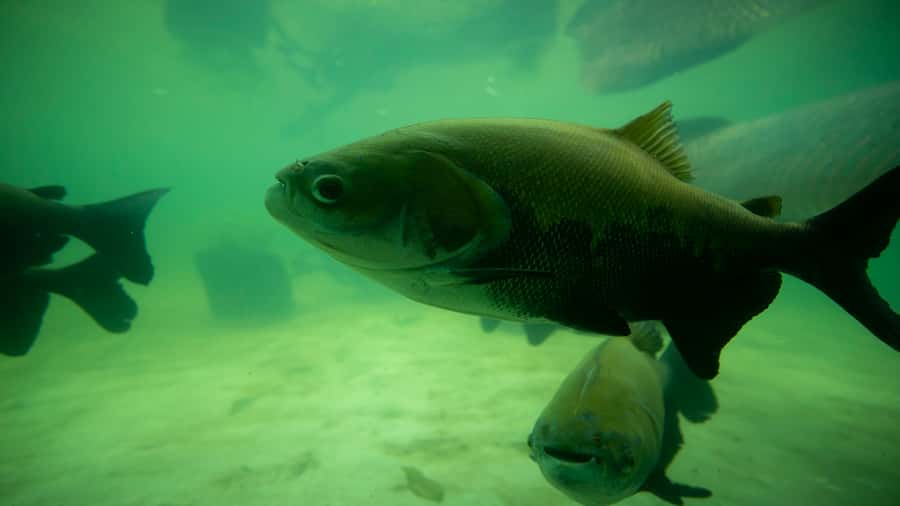 Iquitos: Piranha Fishing Experience in the Amazon jungle - How the $88 price works