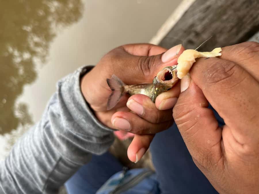 Iquitos: Piranha Fishing Experience in the Amazon jungle - Timing, conditions, and realistic expectations